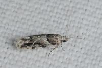 Recurvaria nanella