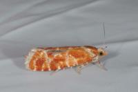 Rhyacionia pinicolana