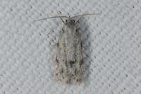 Symmoca signatella