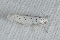 Yponomeuta