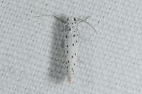 Yponomeuta