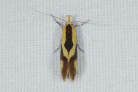 Harpella forficella