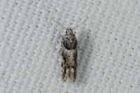 Recurvaria nanella