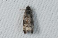 Apotomis sauciana