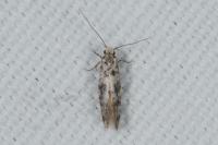 Infurcitinea