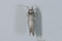 Paraswammerdamia nebulella