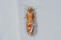 Rhyacionia pinicolana