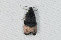 Metendothenia atropunctana