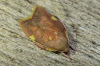 Carcina quercana