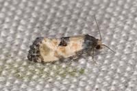 Neocochylis dubitana