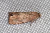 Cydia amplana