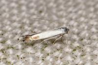 Lyonetia clerkella