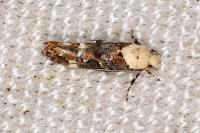 Mompha propinquella