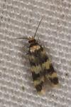 Oegoconia
