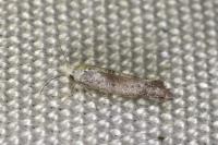 Paraswammerdamia albicapitella