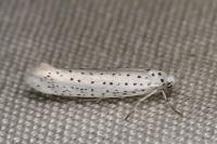 Yponomeuta evonymella