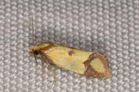Agapeta zoegana