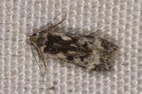 Anacampsis blattariella/populella