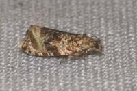 Celypha lacunana