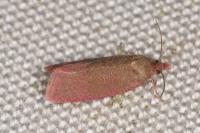 Celypha rosaceana
