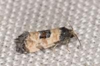Neocochylis dubitana