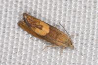 Dichrorampha flavidorsana