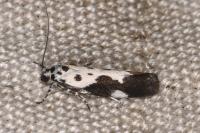 Ethmia quadrillella quadrilella