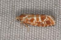 Rhyacionia pinicolana