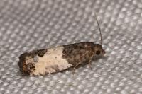 Spilonota ocellana