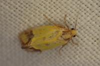 Agapeta zoegana