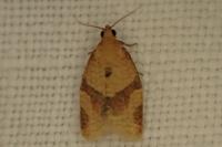 Clepsis consimilana