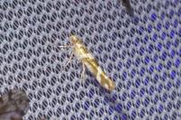 Argyresthia goedartella