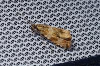 Celypha cespitana
