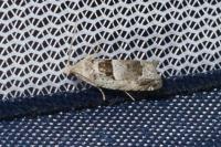 Epinotia ramella