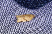 Paramesia gnomana