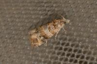 Lobesia botrana