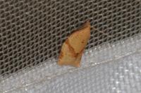 Clepsis consimilana