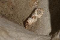 Neocochylis molliculana