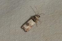 Epinotia thapsiana