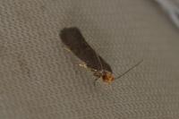 Cephimallota crassiflavella