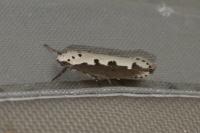 Ethmia bipunctella