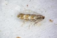 Cameraria ohridella