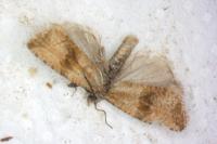 Celypha striana