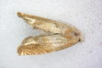 Eucosma conterminana