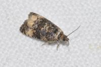 Endothenia gr. gentianaeana