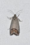 Cydia pomonella