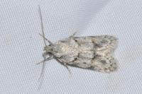 Symmoca signatella
