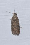 Teleiopsis