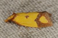 Agapeta zoegana