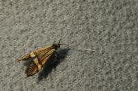 Nemophora degeerella